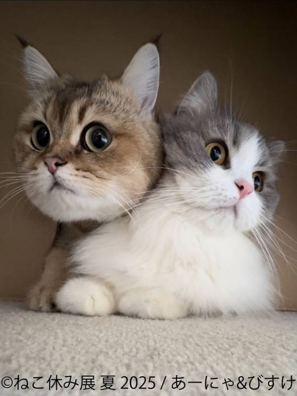 「ねこ休み展」10周年記念・夏の本祭が8/22～開催！オール新作の展示作品や新たなスター猫が集結♪