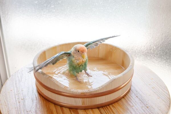 職人技を愛鳥のために。「水浴びOK(桶)」をクラウドファンディング Creema SPRINGSにて販売開始！