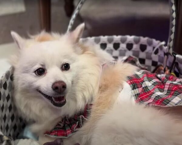 ペットと音楽を楽しむ新しいカタチ『わんわんサウンドシエスタVol.3』MARCY&TOSHI(EARTHSHAKER)を迎えて、9月14日東京・麻布で開催