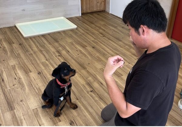子犬期に特化した“性格づくり”のトレーニング「問題行動の改善の前にできること」新サービス開始