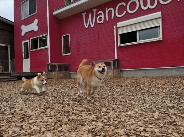 子犬期に特化した“性格づくり”のトレーニング「問題行動の改善の前にできること」新サービス開始