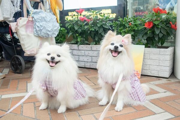 ≪イベントレポート≫ラジオ番組『にゃんドル☆わんドル』1周年記念！リスナー参加型交流イベントを開催。25組のにゃんどる☆わんドルが参加！