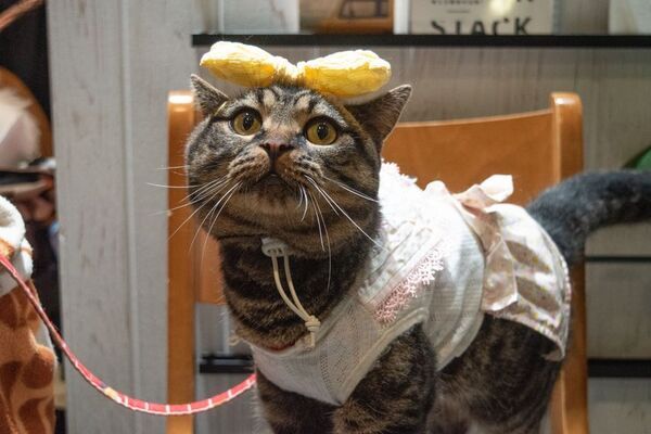 ≪イベントレポート≫ラジオ番組『にゃんドル☆わんドル』1周年記念！リスナー参加型交流イベントを開催。25組のにゃんどる☆わんドルが参加！