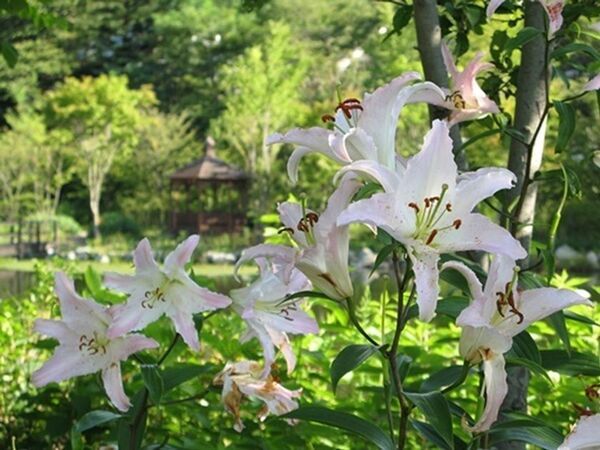 「軽井沢レイクガーデン」サマーシーズン到来！7月～8月はユリやスイレン等、夏の草花とバラの2番花が見ごろ