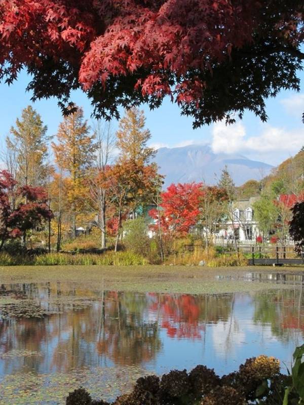 「軽井沢レイクガーデン」サマーシーズン到来！7月～8月はユリやスイレン等、夏の草花とバラの2番花が見ごろ