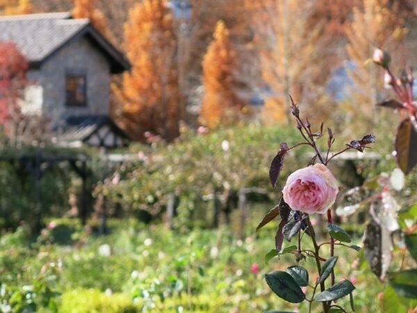 「軽井沢レイクガーデン」サマーシーズン到来！7月～8月はユリやスイレン等、夏の草花とバラの2番花が見ごろ