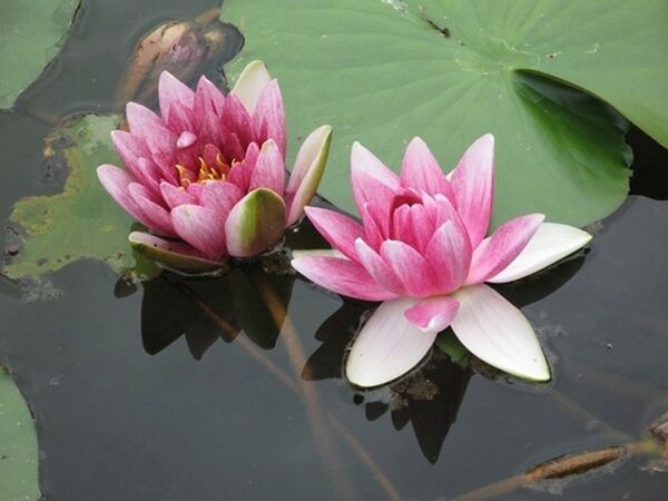 「軽井沢レイクガーデン」サマーシーズン到来！7月～8月はユリやスイレン等、夏の草花とバラの2番花が見ごろ