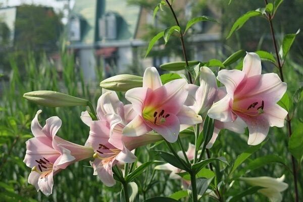 「軽井沢レイクガーデン」サマーシーズン到来！7月～8月はユリやスイレン等、夏の草花とバラの2番花が見ごろ