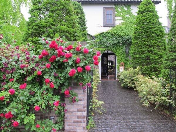 「軽井沢レイクガーデン」サマーシーズン到来！7月～8月はユリやスイレン等、夏の草花とバラの2番花が見ごろ