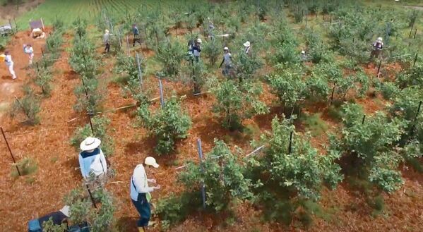 夏の鶴岡で無料でブルーベリー食べ放題！月山高原で地域活性イベント開催