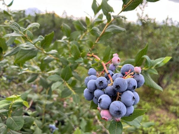 夏の鶴岡で無料でブルーベリー食べ放題！月山高原で地域活性イベント開催