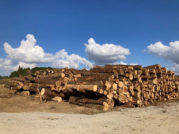 千葉県芝山町「ひこうきの丘みんなのベンチプロジェクト」をCAMPFIREにて8月24日(日)まで実施　～消えゆく里山の木をベンチに～