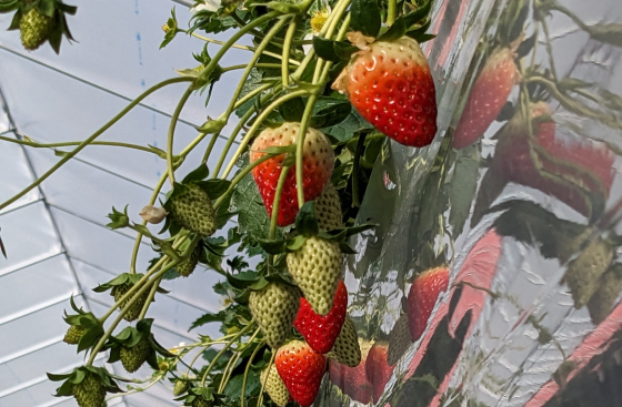 ～近鉄沿線の魅力創造～「いろどりグミ（奈良古都華いちご・大阪シャインマスカット）」 新発売！