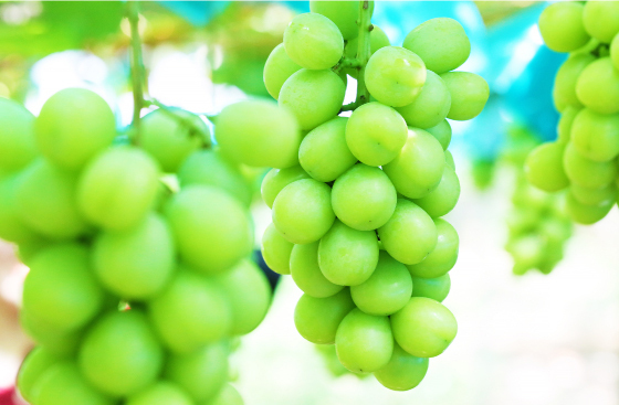 ～近鉄沿線の魅力創造～「いろどりグミ（奈良古都華いちご・大阪シャインマスカット）」 新発売！