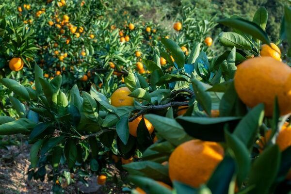 スマート農業を推進する愛媛県のプロジェクト「トライアングルエヒメ2.0」にグリーンが採択