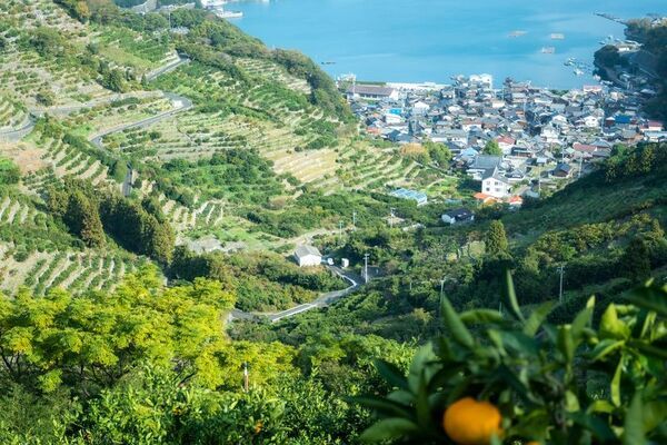 スマート農業を推進する愛媛県のプロジェクト「トライアングルエヒメ2.0」にグリーンが採択