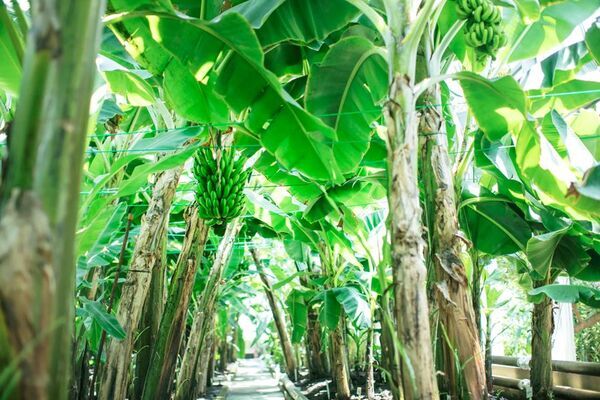 熱川バナナワニ園×反射炉ビヤ コラボ新作！完熟台湾バナナ＆紅ほっぺの華やかな香りが広がるクラフトビール「バナナストロベリーSaison」を7月19日(土)より数量限定発売！