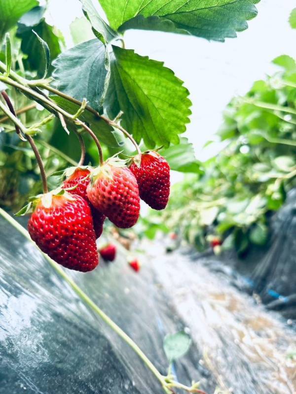 熱川バナナワニ園×反射炉ビヤ コラボ新作！完熟台湾バナナ＆紅ほっぺの華やかな香りが広がるクラフトビール「バナナストロベリーSaison」を7月19日(土)より数量限定発売！