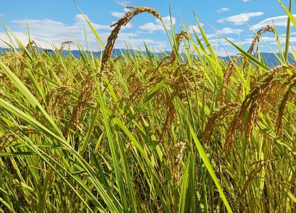自分が食べる米は自分で作る！日本の米と食と農家を守るための稲作革命「脱時給10円」プロジェクトを7月30日まで実施