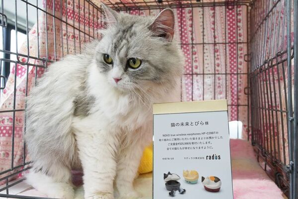 猫をモチーフにした完全ワイヤレスイヤホン「NEKO true wireless earphones HP-C28BT」寄付状況に関するご報告