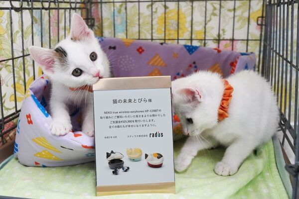 猫をモチーフにした完全ワイヤレスイヤホン「NEKO true wireless earphones HP-C28BT」寄付状況に関するご報告