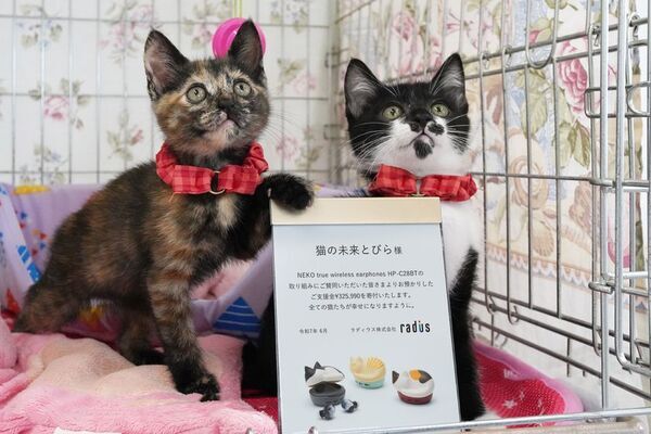 猫をモチーフにした完全ワイヤレスイヤホン「NEKO true wireless earphones HP-C28BT」寄付状況に関するご報告