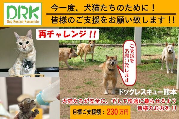 熊本の動物愛護団体「ドッグレスキュー熊本」が保護施設移転に伴う古民家改修に向けクラファン再チャレンジ！CAMPFIREで7月31日まで