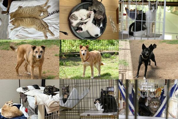 熊本の動物愛護団体「ドッグレスキュー熊本」が保護施設移転に伴う古民家改修に向けクラファン再チャレンジ！CAMPFIREで7月31日まで