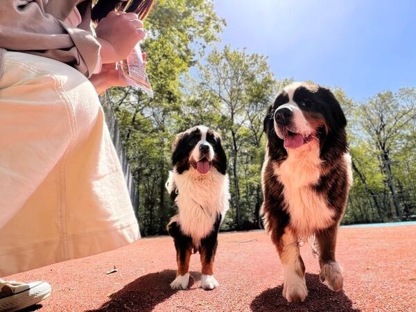 「那須高原 プライベートヴィラ Yellow Base」が生まれ変わる　「Mimoza Retreat NASU(ミモザ・リトリート那須)」として、より上質な滞在体験を提供開始