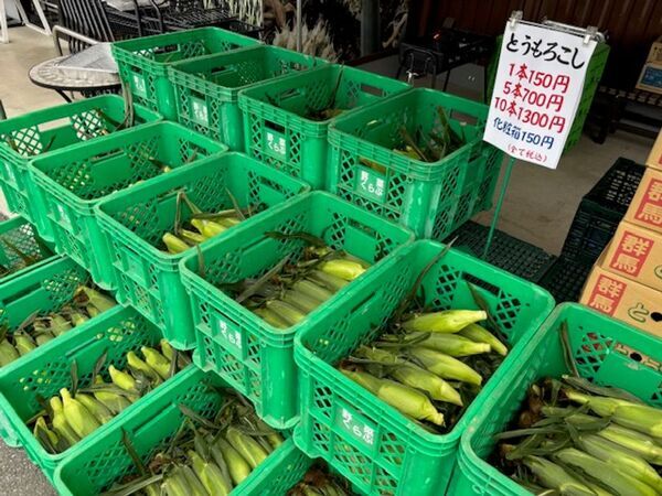 ＼幻と言われる「嬬恋キャベツ419」が登場／地元農家さんのお野菜をお得にゲット　群馬県渋川市『上州・村の駅』「むらの夏野菜まつり」8月2日(土)～8月31日(日)まで開催