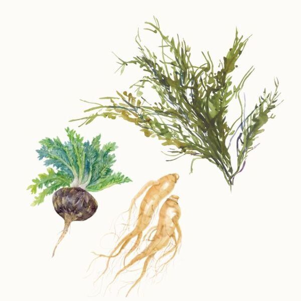 厳選の自然素材をバランスよく配合した液体タイプの健康補助食品「マグマバリア」を8月1日に発売