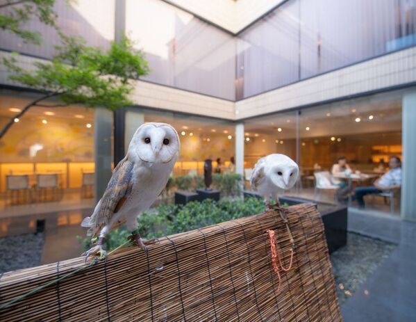 癒しと幸せを運ぶ新たな仲間が登場！北九州・八幡の老舗「千草ホテル」に、ふくろうをお迎えしました。
