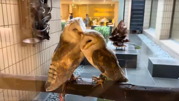 癒しと幸せを運ぶ新たな仲間が登場！北九州・八幡の老舗「千草ホテル」に、ふくろうをお迎えしました。