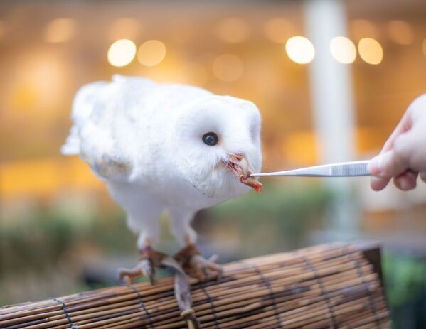 癒しと幸せを運ぶ新たな仲間が登場！北九州・八幡の老舗「千草ホテル」に、ふくろうをお迎えしました。