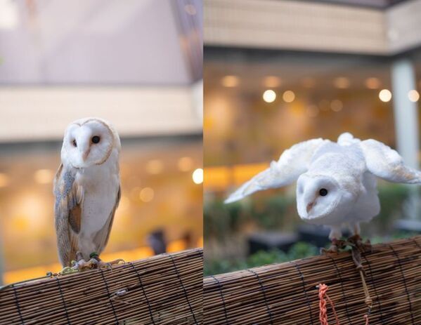 癒しと幸せを運ぶ新たな仲間が登場！北九州・八幡の老舗「千草ホテル」に、ふくろうをお迎えしました。