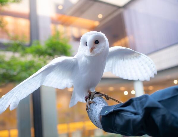 癒しと幸せを運ぶ新たな仲間が登場！北九州・八幡の老舗「千草ホテル」に、ふくろうをお迎えしました。