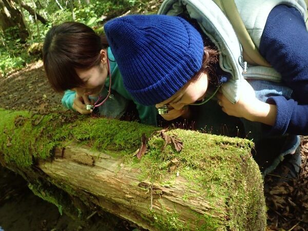 未来の奥入瀬渓流を体験するエコツアー「早朝ランブリングツアー」を8月8日から開催