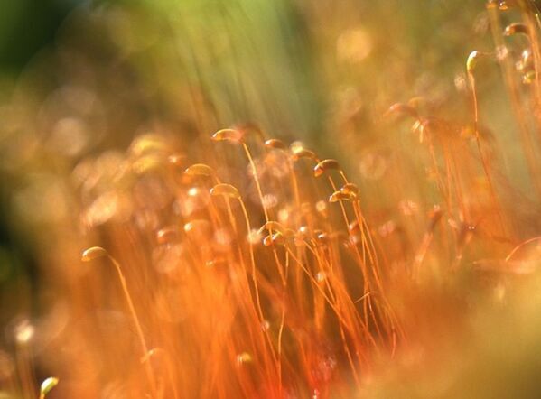 未来の奥入瀬渓流を体験するエコツアー「早朝ランブリングツアー」を8月8日から開催