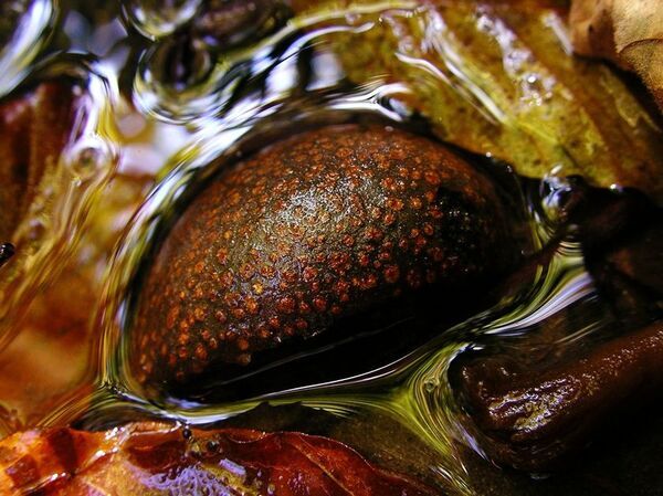 未来の奥入瀬渓流を体験するエコツアー「早朝ランブリングツアー」を8月8日から開催