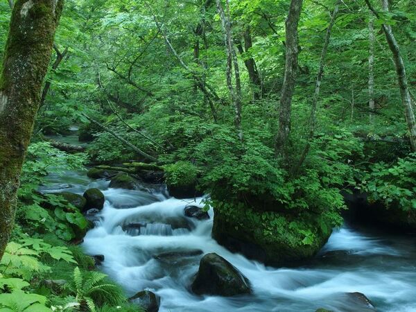 未来の奥入瀬渓流を体験するエコツアー「早朝ランブリングツアー」を8月8日から開催