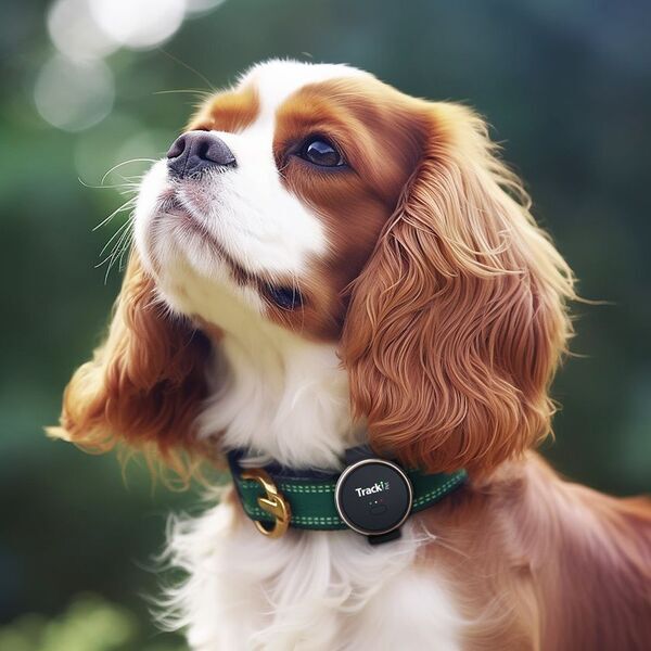 累計470頭以上の保護犬の安心な新生活をGPSでサポート　ピースウィンズ・ジャパンと連携した見守り支援事業が1周年