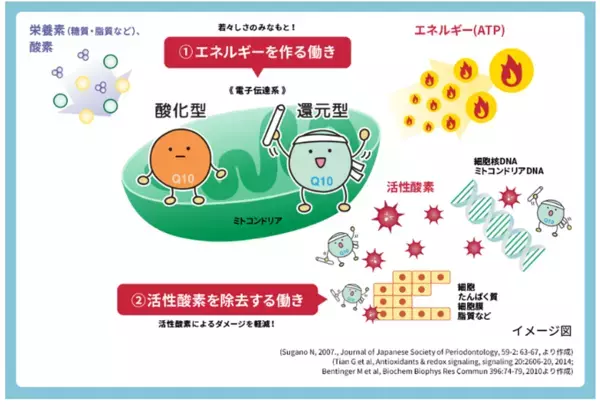 世代間で異なる“夏の疲れ”　特に深刻な40代、インドア化する若者　4人に3人が夏疲労　「見えない怪我」の危険性