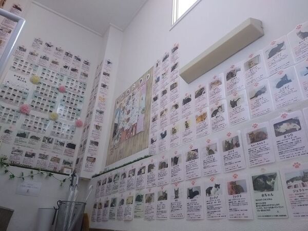 老舗煎餅店みなとやが“にゃんべい”で支援する保護猫譲渡サロン「もんにゃか」が開設3年で362頭を譲渡