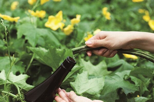 オーガニックコスメの原料の栽培～エキス抽出～製造まで　【参加募集中】「秋のオープンファクトリー」を開催！