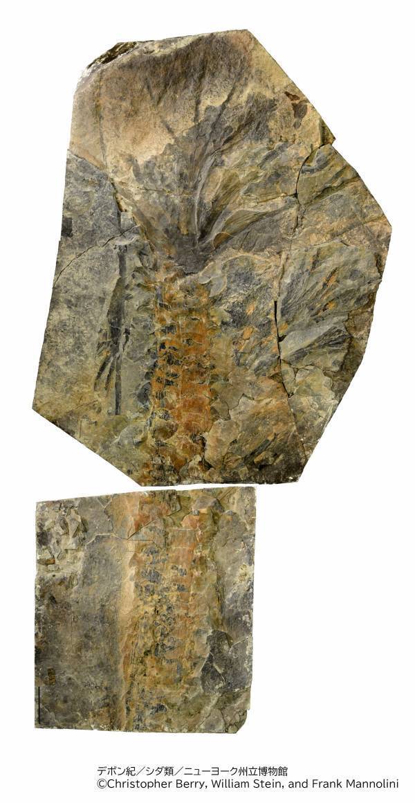 特別展「大絶滅展ー生命史のビッグファイブ」◆注目の見どころ＆展示の内容発表！◆福山雅治さんが　展覧会スペシャルナビゲーターに就任！◆すみっコぐらしとのコラボ決定！◆スペシャルチケット 8月8日(金)発売！