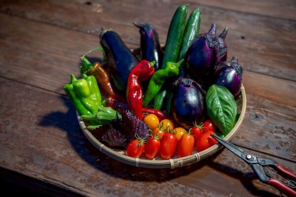 京都・大原野の夜の農業体験イベント「ナイトファーム」夏の縁日コース 8月3日(日)～31日(日)開催