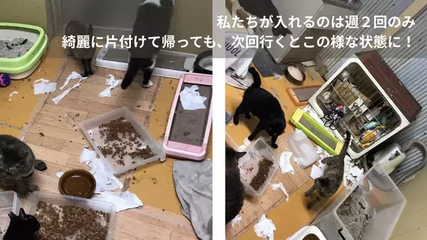 大阪の保護猫カフェ「にゃんこカフェ」が挑戦！光の届かない不衛生な蔵から、懐いていない成猫たちを救うために。