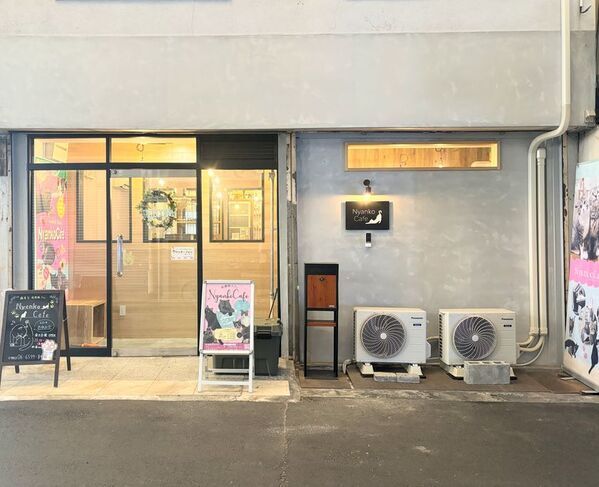 大阪の保護猫カフェ「にゃんこカフェ」が挑戦！光の届かない不衛生な蔵から、懐いていない成猫たちを救うために。