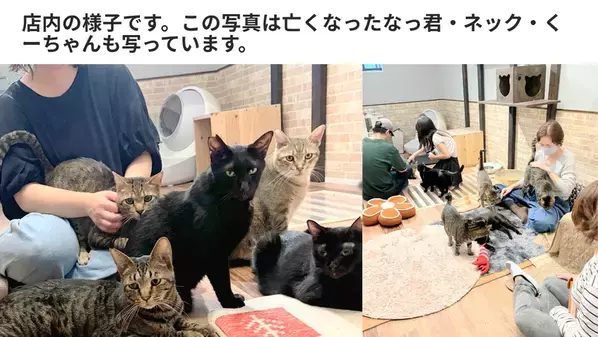 大阪の保護猫カフェ「にゃんこカフェ」が挑戦！光の届かない不衛生な蔵から、懐いていない成猫たちを救うために。