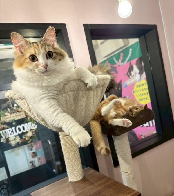 大阪の保護猫カフェ「にゃんこカフェ」が挑戦！光の届かない不衛生な蔵から、懐いていない成猫たちを救うために。